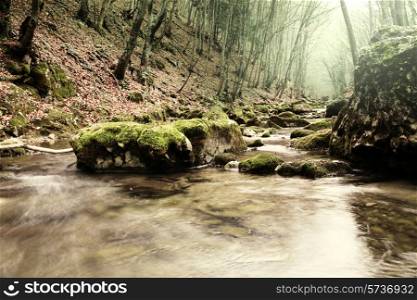 creek in forest