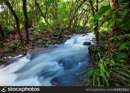 Creek in jungle. Beautiful stream water flowing down in rain forest. Costa Rica, Central America