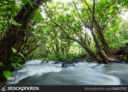 Creek in jungle. Beautiful stream water flowing down in rain forest. Costa Rica, Central America