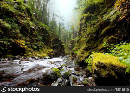 Creek in the forest. Beautiful small river in forest