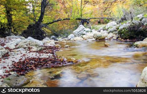 creek in the woods of val fondillo in autumn, Abruzzo national park, Italy