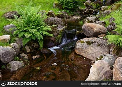 Creek in tropical forest