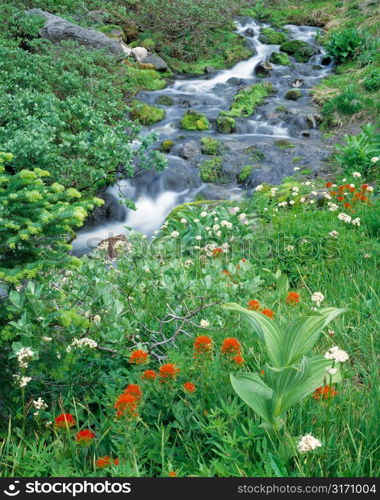 Creek Running Past Leafy Banks With Foreground of Wildflowers