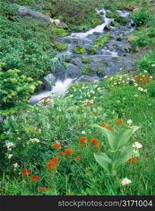 Creek Running Past Leafy Banks With Foreground of Wildflowers