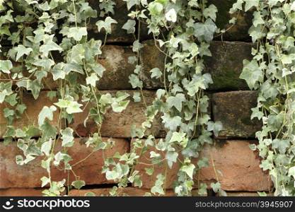 creeper climbing on dirty old brick wall background