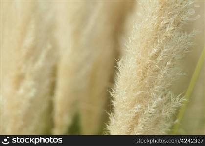 Crema color fluffy plants close up.Fluffy feathery plant