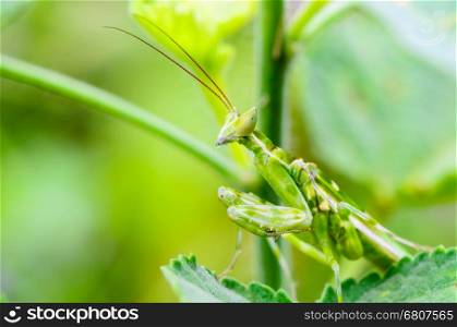 Creobroter Gemmatus, Jeweled Flower Mantis or Indian Flower Mantis on plant leaf