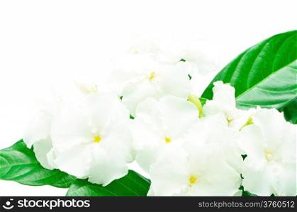 Crepe Jasmine or East Indian Rosebay (Ervatamia eornaria), tropical shrub having glossy foliage and white fragrant nocturnal flowers with crimped or wavy corollas; northern India to Thailand
