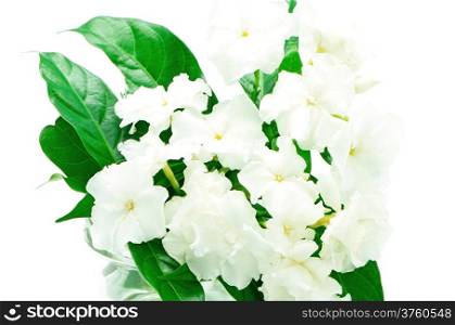Crepe Jasmine or East Indian Rosebay (Ervatamia eornaria), tropical shrub having glossy foliage and white fragrant nocturnal flowers with crimped or wavy corollas; northern India to Thailand