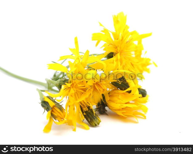 crepis flower on a white background