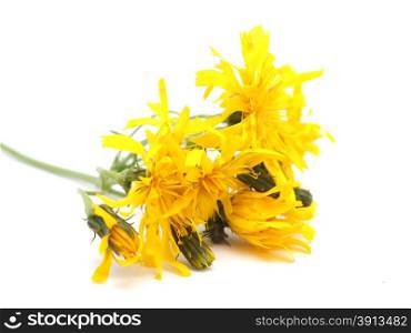 crepis flower on a white background