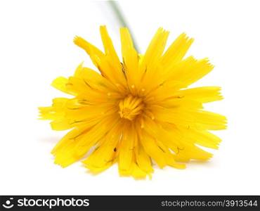 crepis flower on a white background