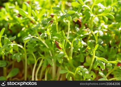 cress micro herbs. Sprouting Microgreens. Seed Germination at home. Vegan and healthy eating concept. Sprouted alfalfa Seeds, Micro greens. Growing sprouts. Green living concept. Organic food.