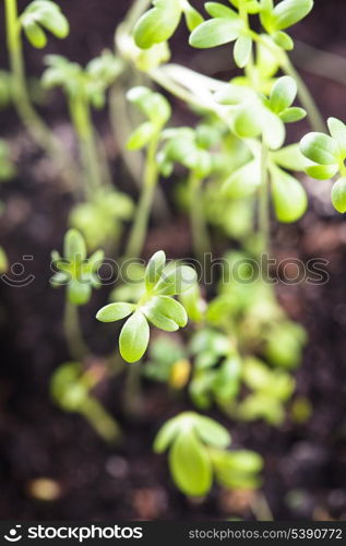 cress salad growth, close up leaves over soil