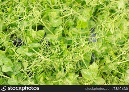 Cress varieties affilla on artificial substrate, close-up