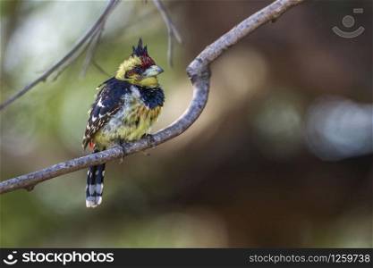 Crested Barbet in Kruger National park, South Africa ; Specie Trachyphonus vaillantii family of Ramphastidae. Crested Barbet in Kruger National park, South Africa