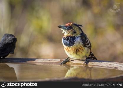 Crested Barbet standing at water pond in Kruger National park, South Africa ; Specie Trachyphonus vaillantii family of Ramphastidae. Crested Barbet in Kruger National park, South Africa