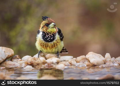 Crested Barbet standing at waterhole in Kruger National park, South Africa ; Specie Trachyphonus vaillantii family of Ramphastidae. Crested Barbet in Kruger National park, South Africa