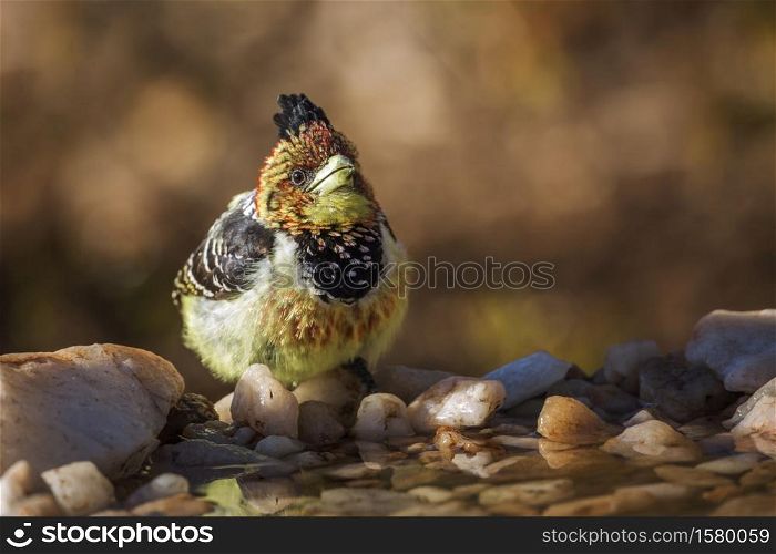 Crested Barbet standing at waterhole in Kruger National park, South Africa ; Specie Trachyphonus vaillantii family of Ramphastidae. Crested Barbet in Kruger National park, South Africa