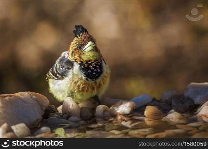 Crested Barbet standing at waterhole in Kruger National park, South Africa ; Specie Trachyphonus vaillantii family of Ramphastidae. Crested Barbet in Kruger National park, South Africa