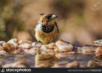 Crested Barbet standing in waterhole in Kruger National park, South Africa ; Specie Trachyphonus vaillantii family of Ramphastidae. Crested Barbet in Kruger National park, South Africa