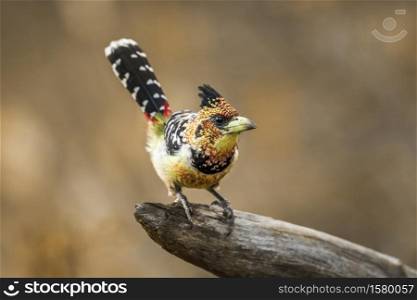 Crested Barbet standing on a log in Kruger National park, South Africa ; Specie Trachyphonus vaillantii family of Ramphastidae. Crested Barbet in Kruger National park, South Africa