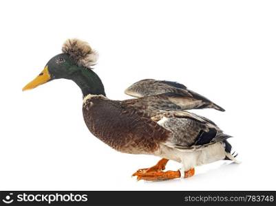 Crested duck breed in front of white background