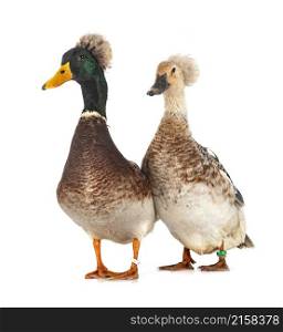 Crested ducks breeds in front of white background