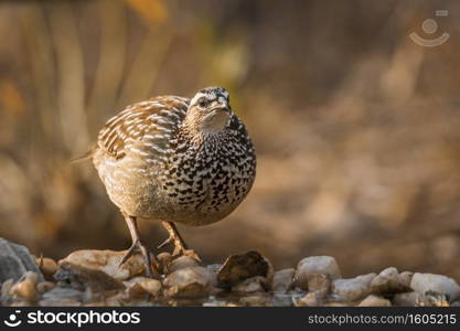 Crested Francolin standing at waterhole front view in Kruger National park, South Africa   Specie Dendroperdix sephaena family of Phasianidae. Crested Francolin in Kruger National park, South Africa