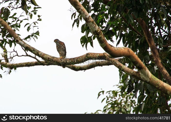 Crested goshawk in the nature (Accipiter trivirgatus), Thailand