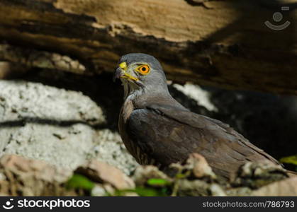 Crested goshawk in the nature (Accipiter trivirgatus), Thailand