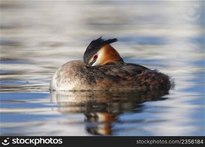Crested grebe duck, podiceps cristatus, sleeping with an open eye on the water. Crested grebe, podiceps cristatus, duck sleeping with an eye open