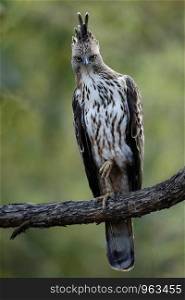 Crested hawk eagle, Nisaetus cirrhatus, Tadoba Tiger reserve, Chandrapur, Maharashtra, India