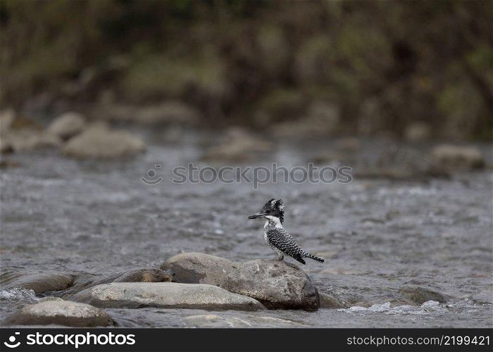 Crested Kingfisher on rock, Megaceryle lugubris, Uttarakhand, India