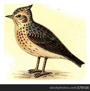 Crested lark, vintage engraved illustration. From Deutch Birds of Europe Atlas.