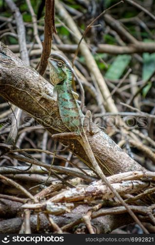 Crested Lizard in jungle, Khao Sok National Park, Thailand. Crested Lizard in jungle, Khao Sok, Thailand