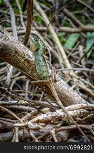 Crested Lizard in jungle, Khao Sok National Park, Thailand. Crested Lizard in jungle, Khao Sok, Thailand