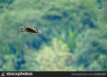 Crested Serpent eagle in flight