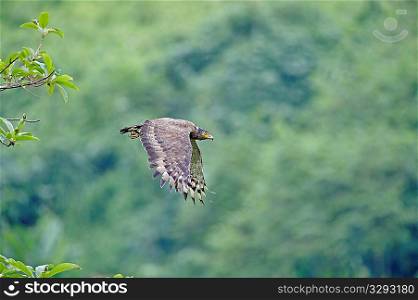 Crested serpent eagle in flight in Joypore RF