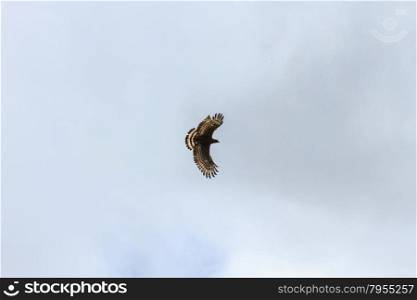 Crested serpent eagle in flight on the sky