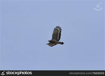 Crested serpent eagle in flight on the sky