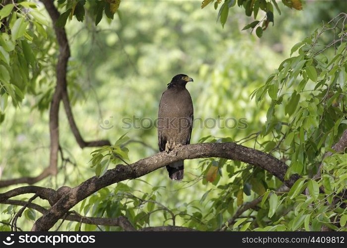 Crested serpent eagle on branch