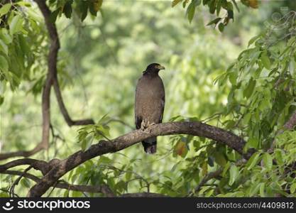 Crested serpent eagle on branch