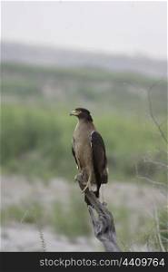 Crested serpent eagle on perch