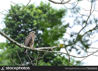 Crested Serpent Eagle resting on a perch in forest