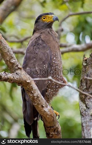 Crested Serpent Eagle, Spilornis cheela, Wilpattu National Park, Sri Lanka, Asia