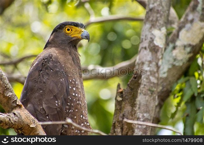 Crested Serpent Eagle, Spilornis cheela, Wilpattu National Park, Sri Lanka, Asia. Alberto Carrera
