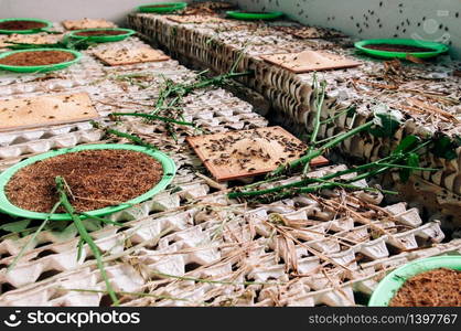 Cricket edible insect farming alternative food exotic local bug farming in Thailand