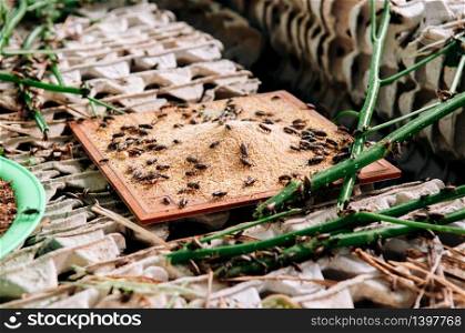 Cricket edible insect farming alternative food exotic local bug farming in Thailand