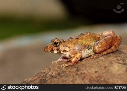 Cricket Frog on rock, Fejervarya sp., Pune, Maharashtra, India